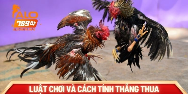 Luật chơi và cách tính thắng thua trong đá gà