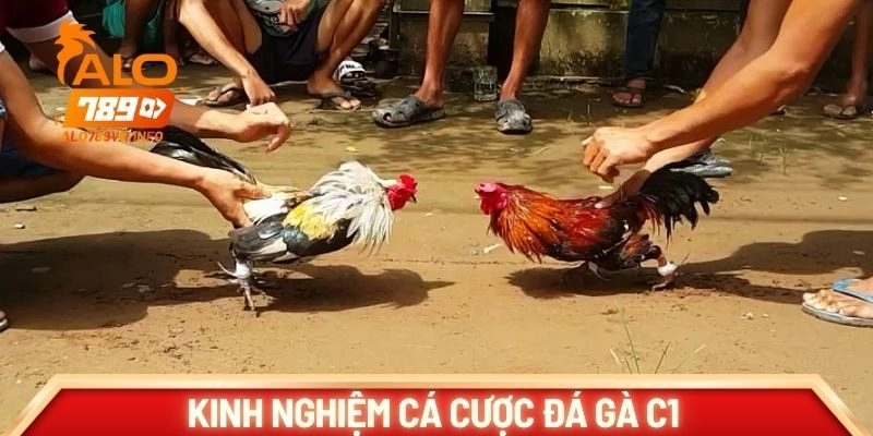 Kinh nghiệm cá cược đá gà C1 dễ dàng chiến thắng
