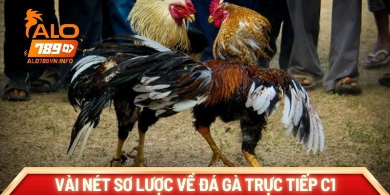 Vài nét sơ lược về đá gà trực tiếp C1